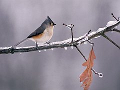 Tufted Titmouse on Icy Branch, Michigan